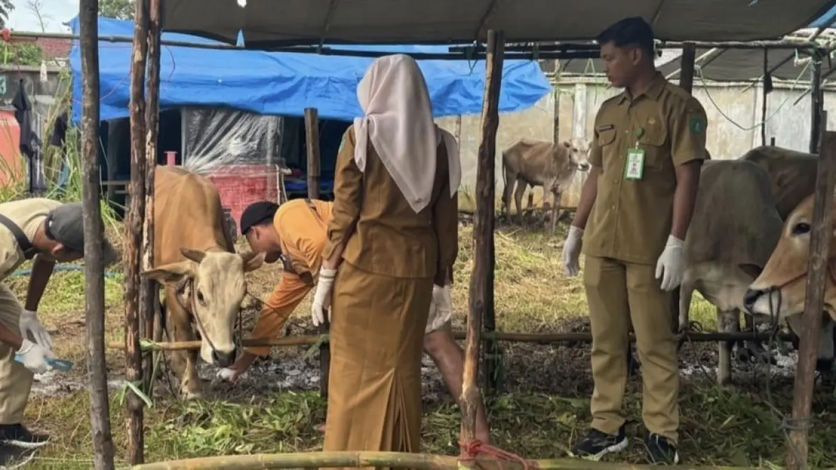 PEMERIKSAAN: Petugas DKPP Tanah Bumbu memeriksa kondisi kesehatan sapi kurban di salah satu lapak penjualan ternak jelang Iduladha 2026.