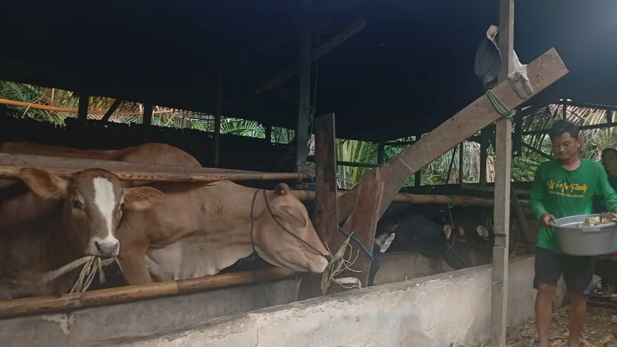 TEMPAH: Sapi Kurban di Desa Gambah Luar Muka sudah banyak ditempah. (Foto: M. Padil Ihsan/Radar Banjarmasin)&nbsp;