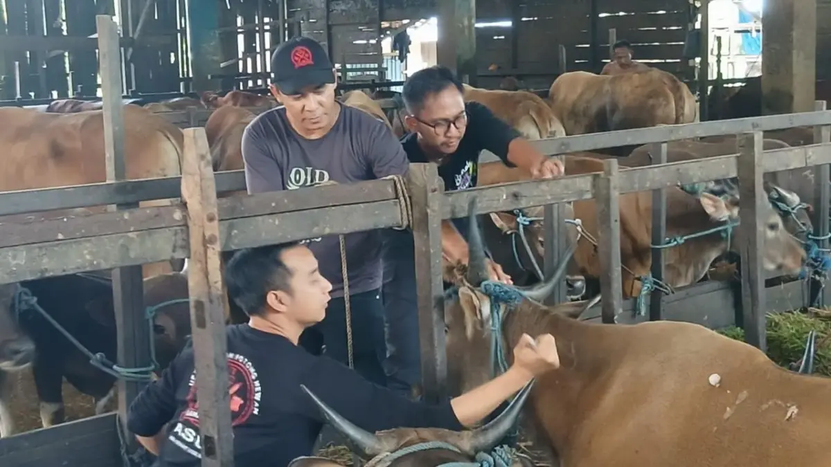 Petugas memeriksa kondisi sapi kurban yang baru tiba di kandang penampungan UPTD RPH Basirih, Banjarmasin, Jumat (8/5/2026). Tahun ini stok sapi kurban diprediksi menurun, sementara harga jual mulai merangkak naik.(Foto: Endang Syarifuddin/Radar Banjarmasin)