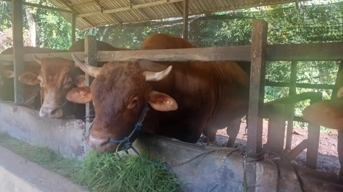 SAPI KURBAN: Sapi Limosin untuk Kurban Presiden yang akan diserahkan ke Ponpes Dalam Pagar Kandangan.