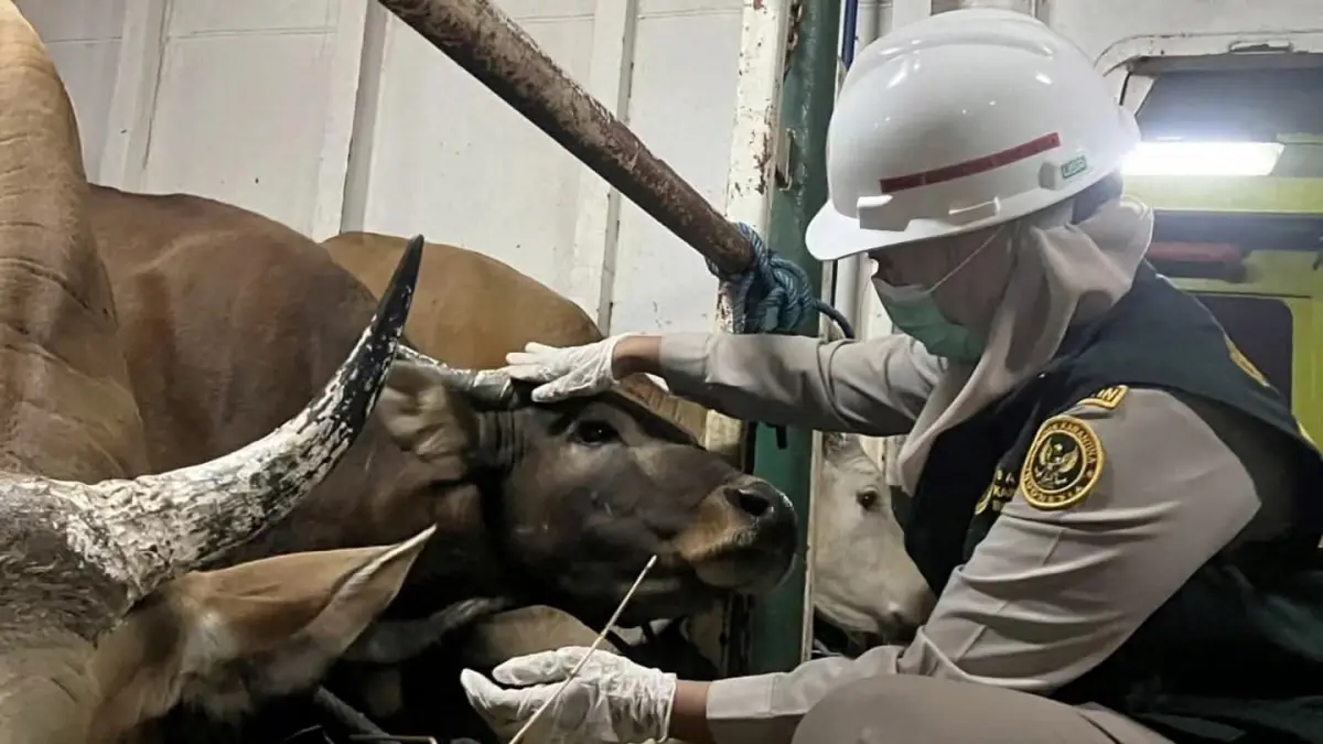 Petugas Karantina Kalsel memeriksa kesehatan sapi kurban yang masuk melalui Pelabuhan Trisakti Banjarmasin menjelang Iduladha 1447 Hijriah. (KARANTINA KALSEL)