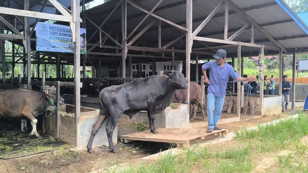 STOK KURBAN: Salah satu peternak di Desa Sumber Rezeki saat menunjukkan sapi kurban yang sudah dipesan oleh pembeli untuk kebutuhan Iduladha mendatang. (M Dirga/ Radar Banjarmasin)