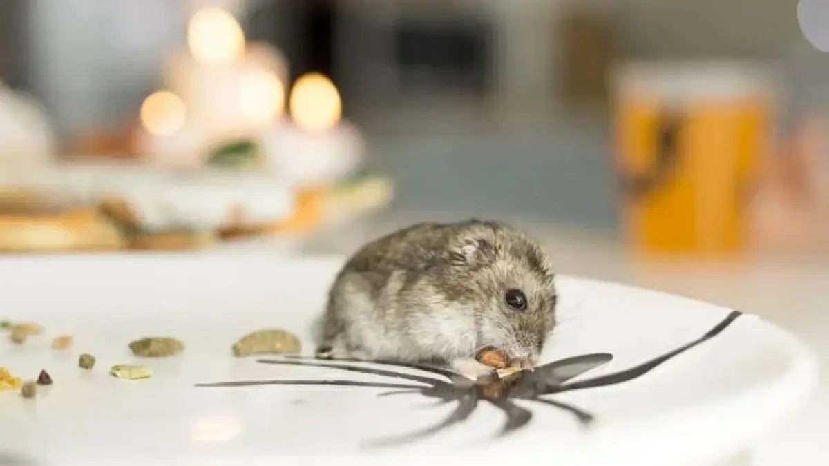 ILUSTRASI: Tikus sebagai pembawa Hantavirus. (Freepik)