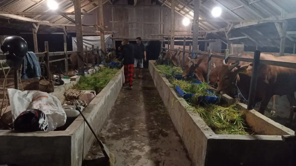 NAIK:Harga sapi kurban tahun ini mengalami kenaikan.(Foto; Rauah Anisya/Radar Banjarmasin)&nbsp;