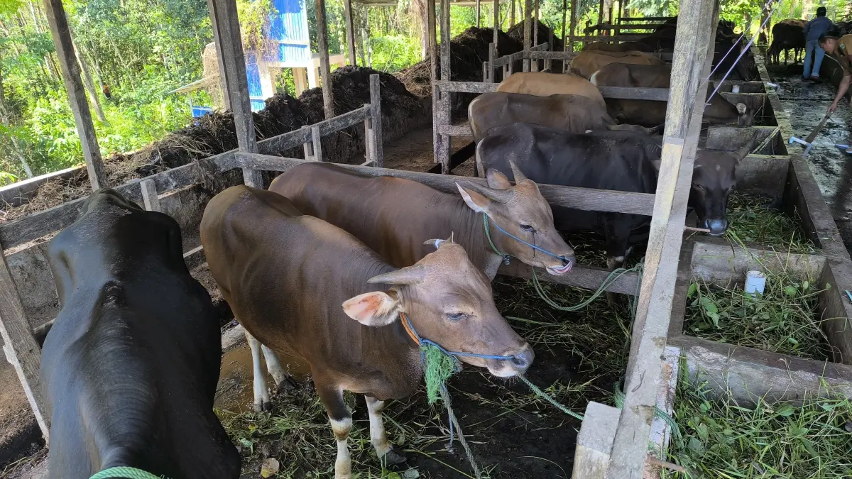 SAPI: Deretan sapi di kandang komunal Desa Sumber Rezeki, Kecamatan Juai, yang kini menjadi motor penggerak ekonomi warga. (M Dirga/ Radar Banjarmasin)