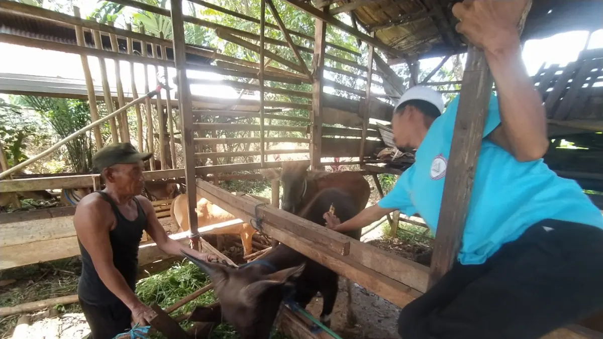 PEMERIKSAAN: Petugas Dinas Pertanian Kabupaten Banjar memeriksa kondisi kesehatan sapi kurban di Desa Cindai Alus, Kecamatan Martapura, Rabu (13/5).&nbsp;
(Foto: FADLAN ZAKIRI/RADAR BANJARMASIN)