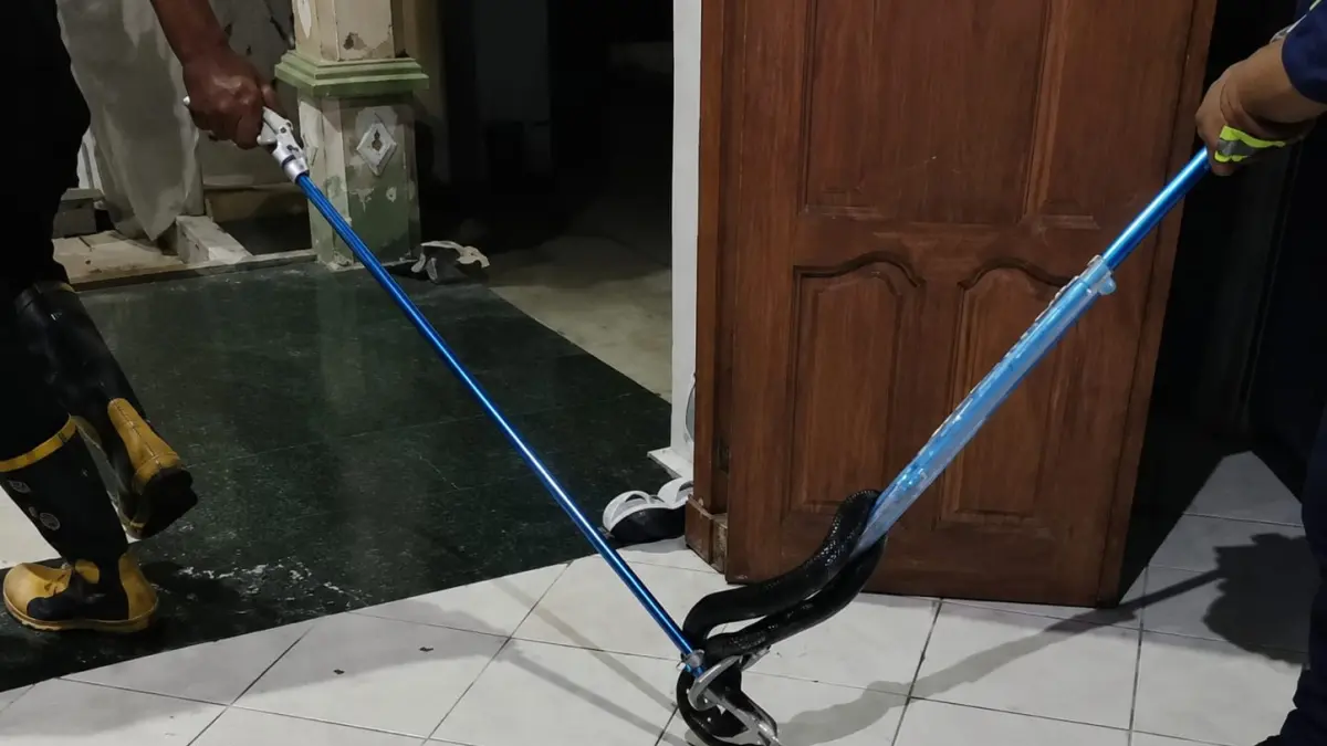 EVAKUASI: Petugas Damkar Simpang Empat mengevakuasi ular kobra dari rumah warga di Desa Kupang Berkah Jaya.&nbsp;