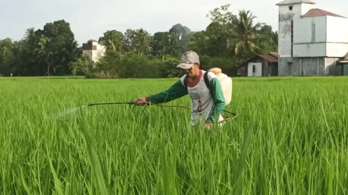 MENYEMPROT: Petani menyemprot padi di sawah.(Dok.Radar Banjarmasin)