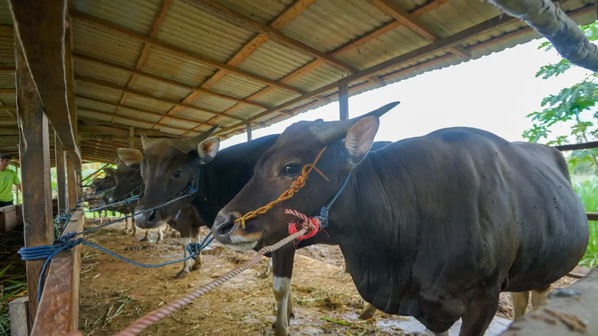 TERNAK: Deretan sapi di kandang komunal Desa Sumber Rezeki, Kecamatan Juai, yang kini menjadi motor penggerak ekonomi warga.(Foto:M Dirga/Radar Banjarmasin)
