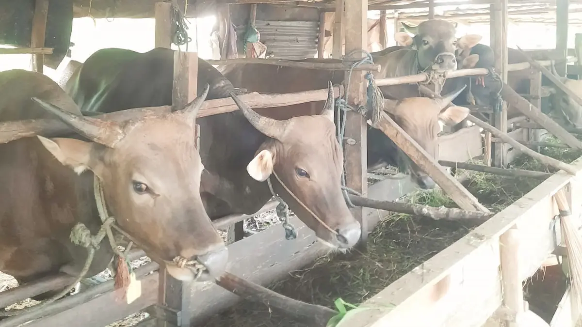 HEWAN KURBAN: Sapi di lokasi peternakan milik Junaidi. Jelang Iduladha, permintaan hewan kurban di Banjarbaru mulai ramai.&nbsp;
(SHEILLA FARAZELA/RADAR BANJARMASIN)&nbsp;