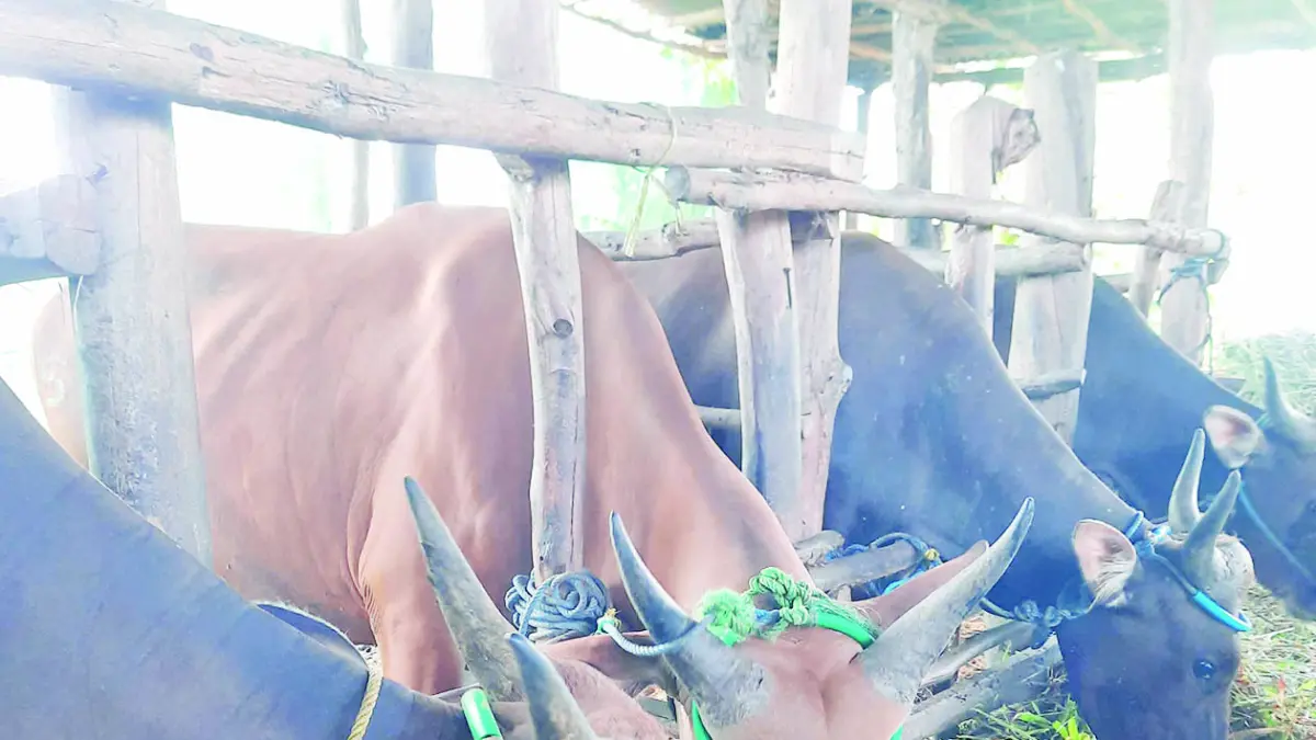 HEWAN KURBAN: Sapi di lokasi peternakan Banjarbaru. Disbunnak Kalsel pastikan stok hewan kurban Iduladha 2026 aman. 
(SHEILLA FARAZELA/RADAR BANJARMASIN) 