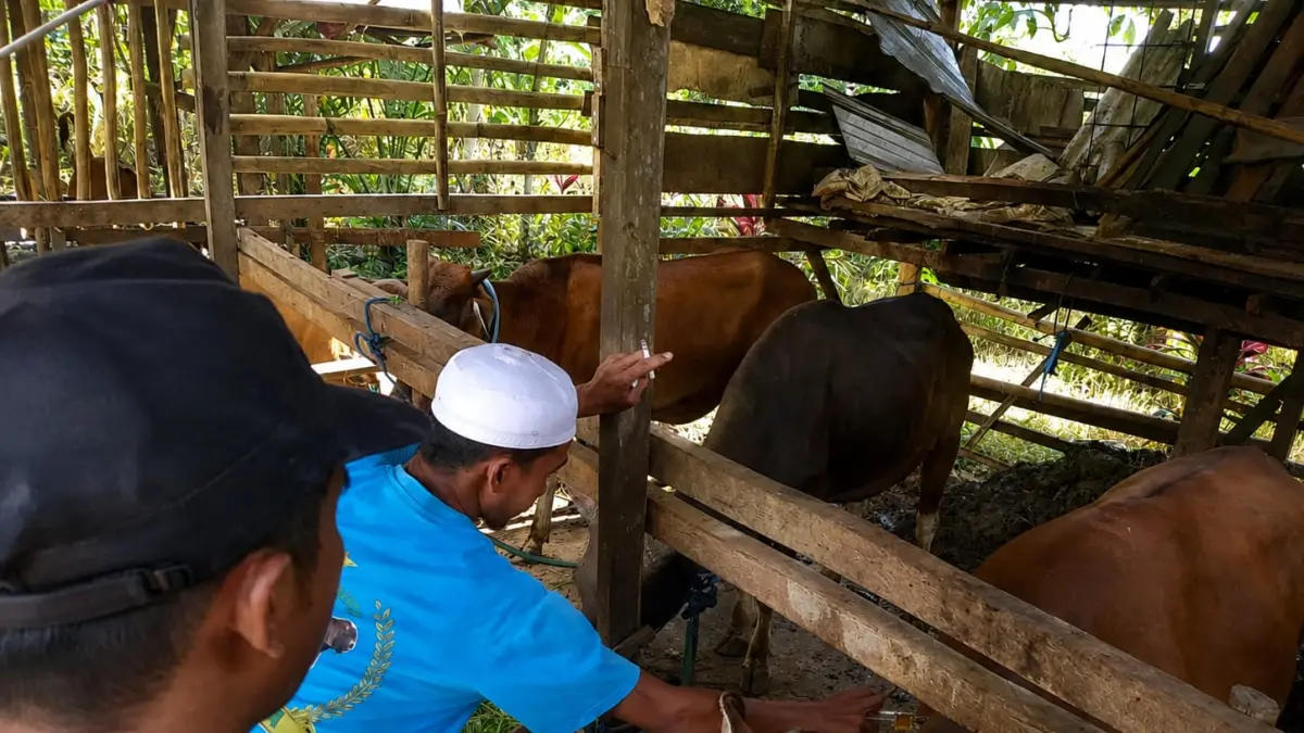 VITAMIN: Petugas Dinas Pertanian Kabupaten Banjar menyuntikkan vitamin ke sapi kurban di salah satu lokasi penampungan di Martapura. (FADLAN ZAKIRI /RADAR BANJARMASIN)