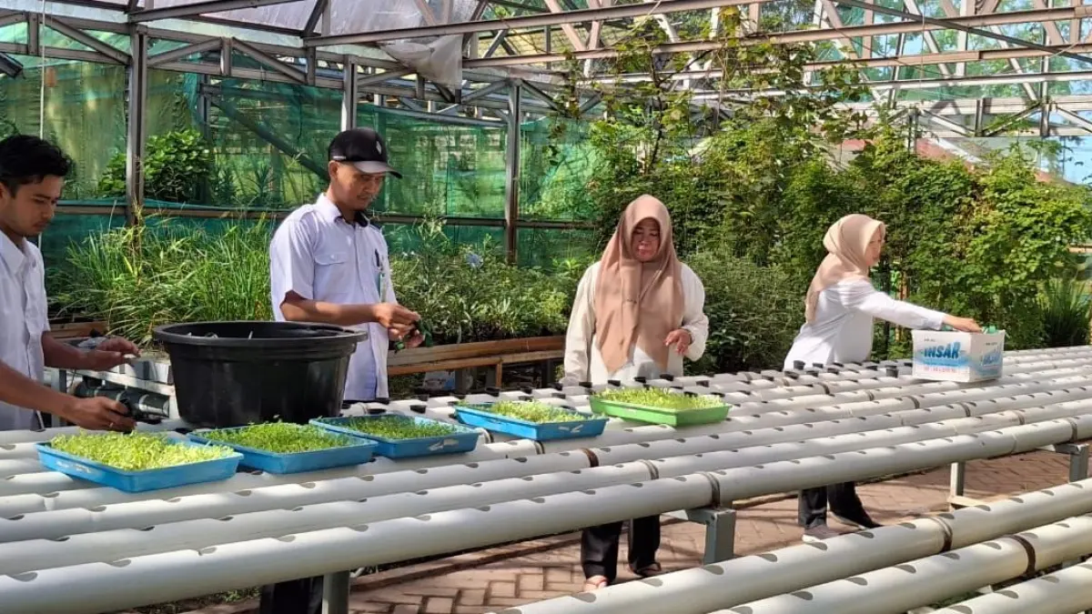 LAHAN SEMPIT: Bibit Seledri dan Selada dari persemaian dipindah ke istalasi hidroponik di screen house Kebun Hatinya PKK Kota Banjarmasin. (DKP3 Banjarmasin)