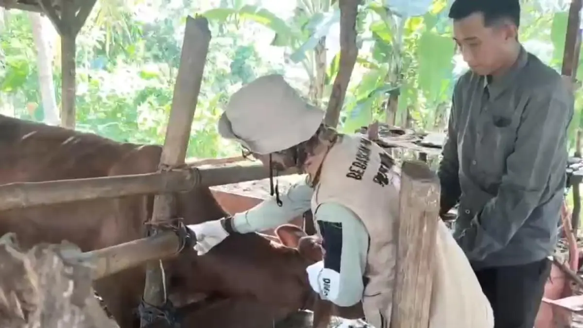 HEWAN KURBAN: Dinas Pertanian Kabupaten Tapin melalui pemeriksaan kesehatan, memastikan hewan kurban dalam keadaan sehat.
