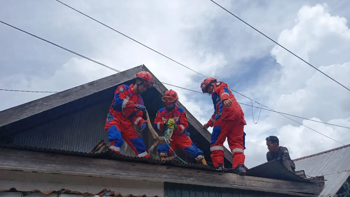 MASUK LOTENG: Petugas Animal Rescue Disdamkarmat Kabupaten Banjar mengevakuasi seekor biawak dari loteng rumah warga di Jalan Nilam, Kelurahan Pasayangan, Martapura. (DISDAMKARMAT BANJAR)