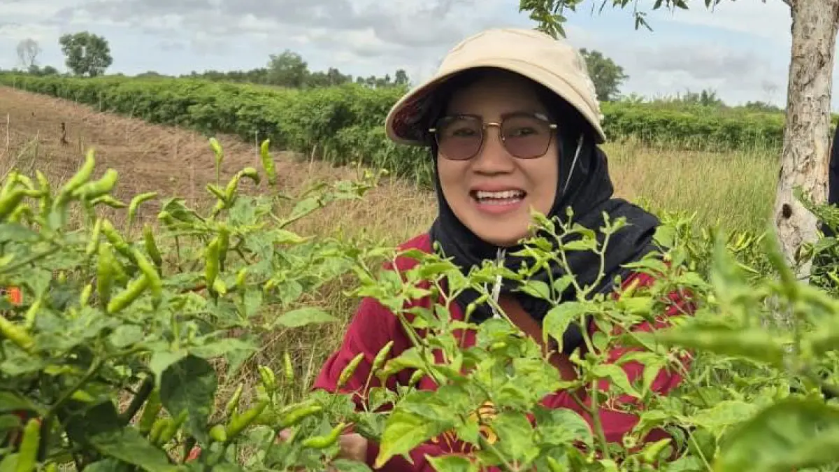 MULAI PANEN: Pekebun cabai Hiyung mulai panen salah satu lombok terpedas di Indonesia ini.