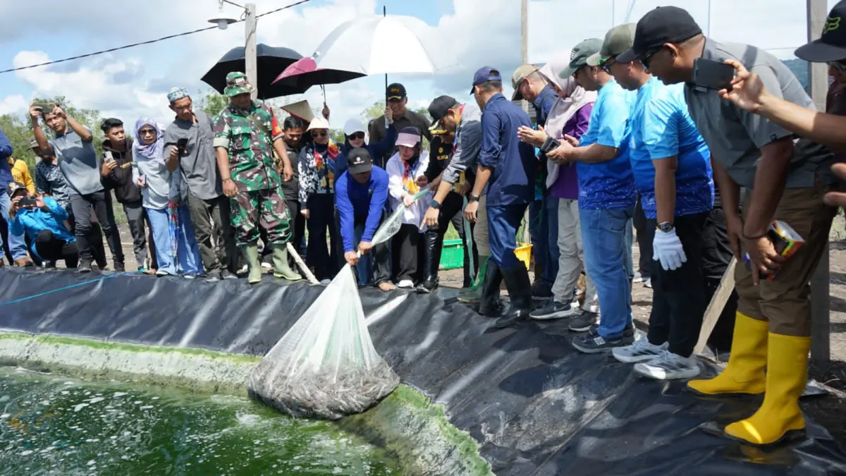 MELIMPAH:Panen perdana Udang Vaname hasil Kelompok Sinar Empang di Sungai Limau Pulau Laut Timur, Kabupaten Kotabaru, Minggu (24/5/2026).(Foto: Prokopim Setda Kotabaru)&nbsp;