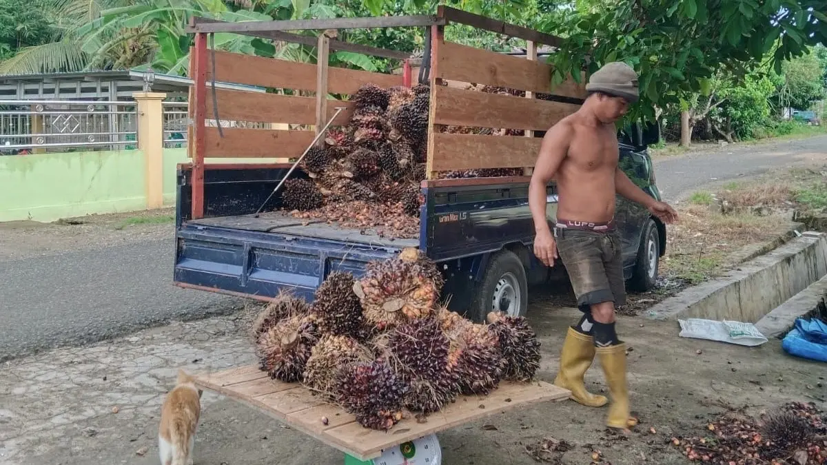 PANEN SAWIT: Tandan Buah Segar (TBS) kelapa sawit. Petani di Kabupaten Balangan mengeluhkan penurunan harga jual yang tidak sebanding dengan mahalnya harga pupuk dan biaya perawatan.
