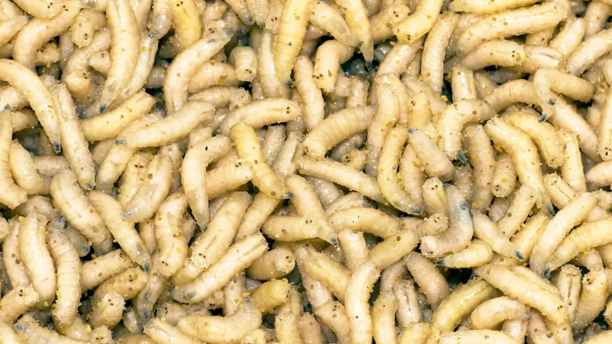 Ulat Maggot. (Foto: Canva)&nbsp;