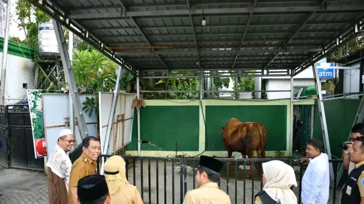 KURBAN: Sapi kurban presiden sudah di Pondok Pesantren Dalam Pagar Kandangan. (Foto: KOMINFO HSS)&nbsp;