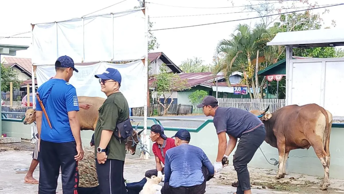 DISIAGAKAN: Tahun ini sekitar 120 juleha bersertifikat disiagakan untuk memastikan proses pemotongan kurban sesuai syariat dan standar kesehatan hewan.(Foto: Endang Syarifuddin/Raear Banjarmasin)