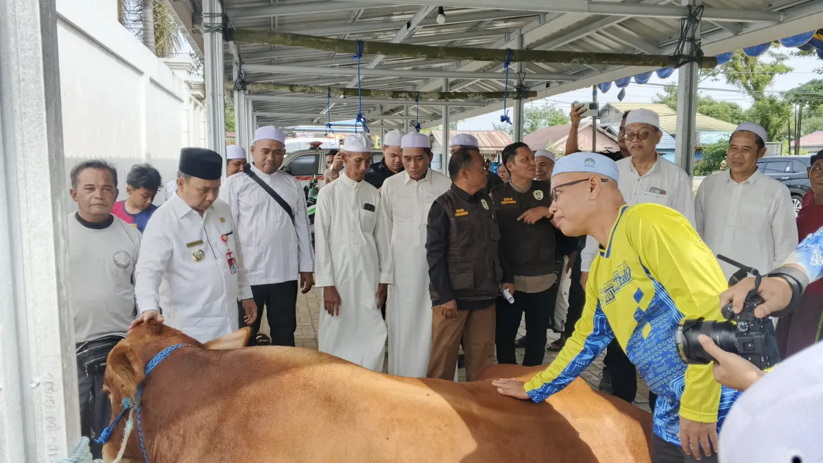 PENYERAHAN: Sapi seberat 970 kilogram tersebut merupakan sapi bantuan dari Presiden RI ke Masjid Al-Mashlahah. (Foto: Dinas Pertanian Tapin)&nbsp;