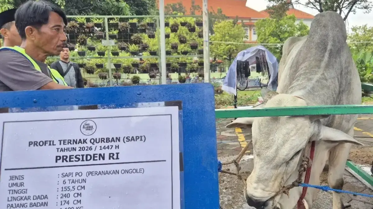 DANA APBN: Sapi Peranakan Ongole yang dikurbankan Presiden RI Prabowo Subianto di Masjid Al-Akbar, Surabaya, Rabu (27/5). (Novia Herawati/Jawa Pos)
