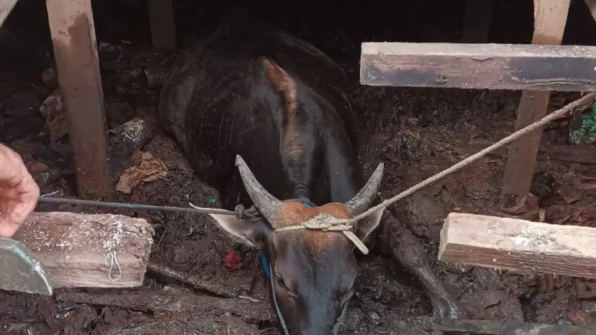INSIDEN: Sapi kurban kabur dan memasuki kolong rumah warga di Jalan Tembus Perumnas, Banjarmasin Utara. (Animal Rescue Banjarmasin untuk Radar Banjarmasin)