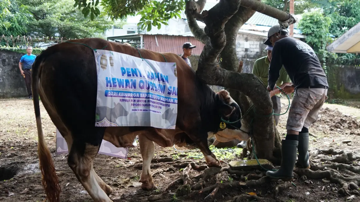 PROSESI KURBAN: PLN UID Kalselteng Bagikan 3.288 Paket Daging Kurban pada Idul Adha 1447 H dari 22 Sapi dan 7 Kambing.