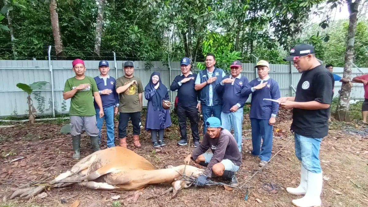 SEMAKIN AKRAB: Ketua DPD Partai Nasdem Tabalong, H Norhasani dan Ketua DPRD Tabalong, Riza Fahlipi beserta anggota DPRD lainnya berpose bersama sapi kurban di area Workshop PT HKB, Sabtu (30/5/2026).