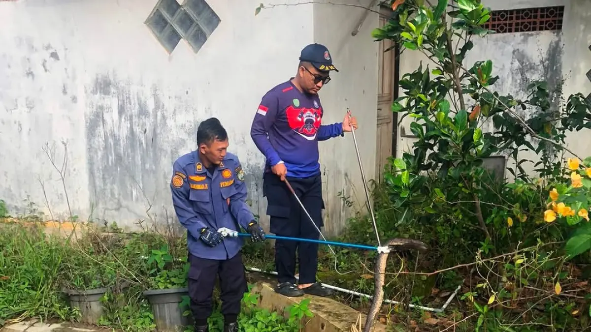ANIMAL RESCUE: Hingga Mei ini sudah ratusan kali Damkar Tapin melaksanakan kegiatan penyelamatan hewan, dan yang paling banyak menangkap ular di pemukiman warga.
Foto Damkar Tapin