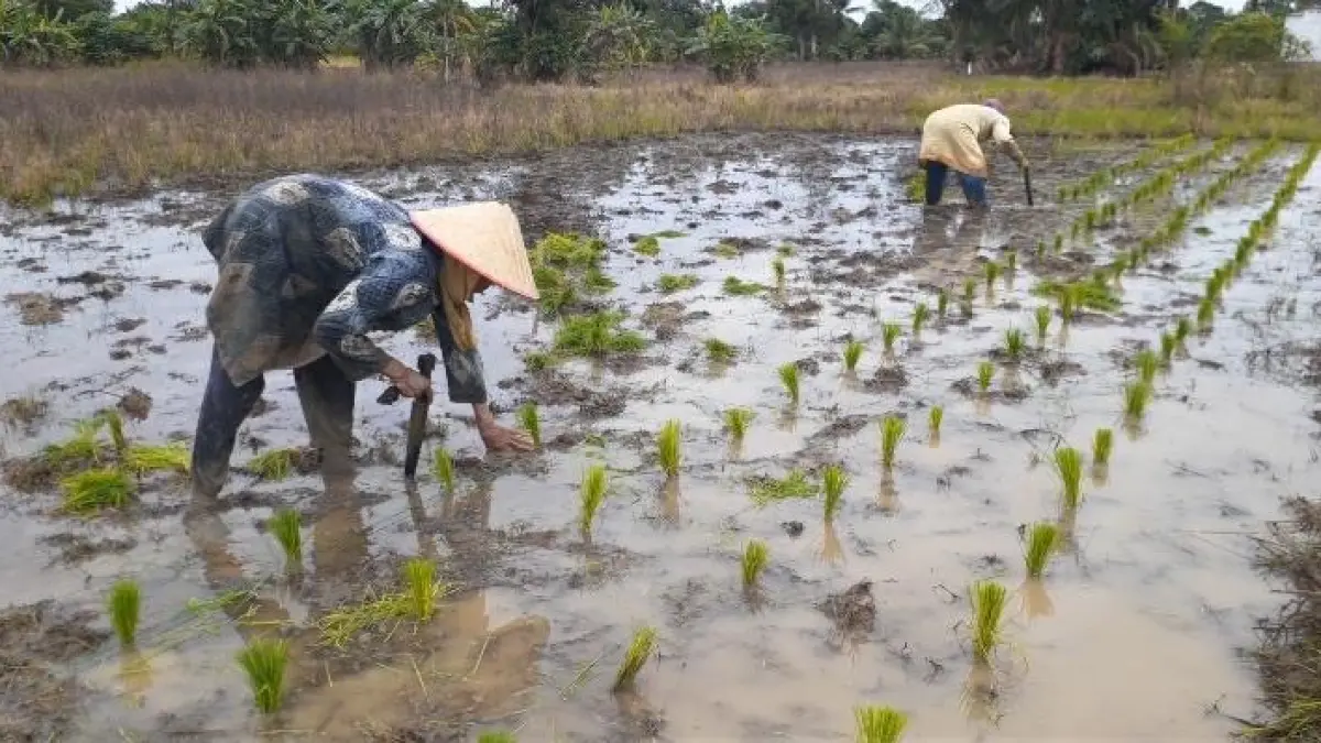 Petani diimbau tak membakar jerami usai panen. (Rasidi Fadli/Radar Banjarmasin)