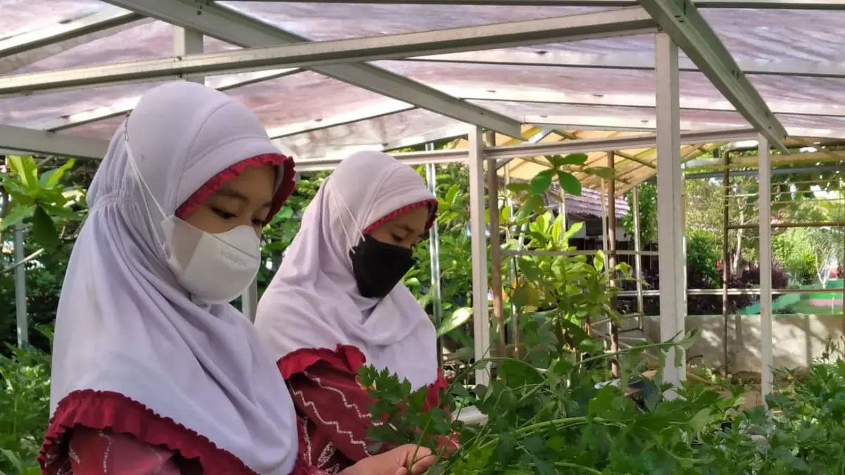 SEMANGAT : Para siswa SDN 1.5 Belimbing antusias memanen hasil tanaman green house di sekolah mereka.