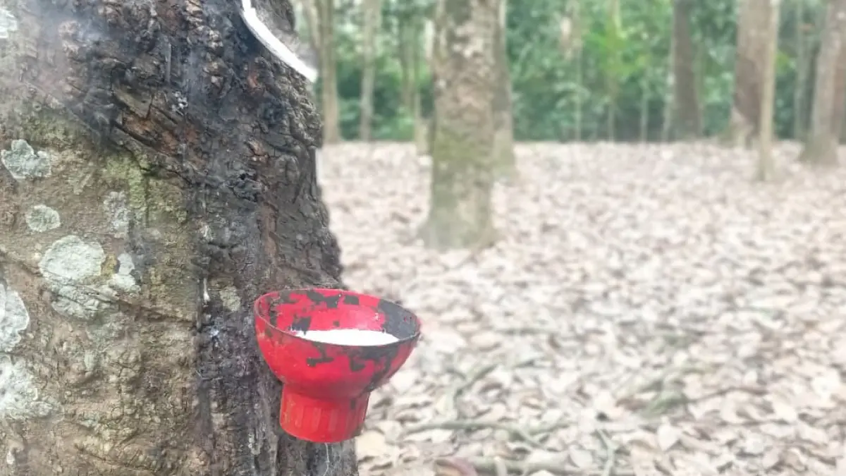 KARET: Getah yang tertampung di wadah salah satu pohon karet.