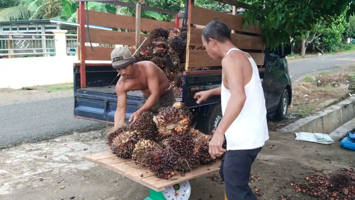 Aktivitas seorang petani di Kabupaten Balangan saat menimbang hasil panen tandan buah segar (TBS) kelapa sawit, Kamis (11/6). (Khairullah untuk Radar Banjarmasin)