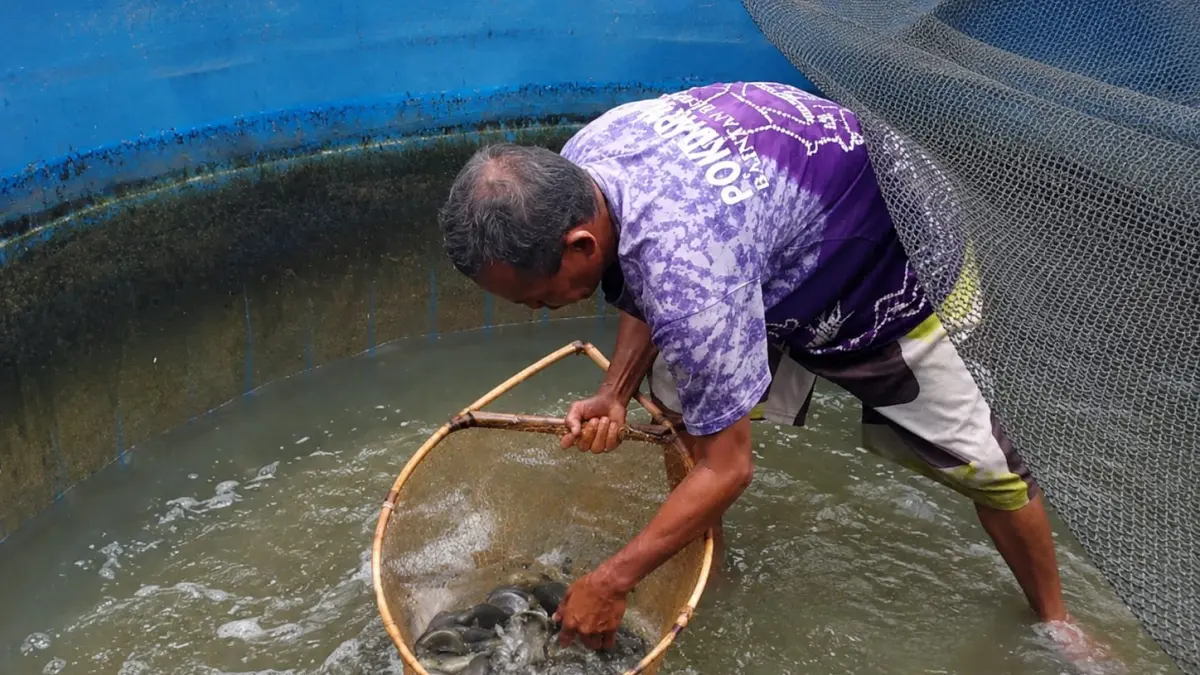 Pembudidaya memanen ikan papuyu hasil budidaya kolam bundar di Desa Lok Baintan Luar, Kecamatan Sungai Tabuk, Kabupaten Banjar. (FADLAN ZAKIRI/RADAR BANJARMASIN)