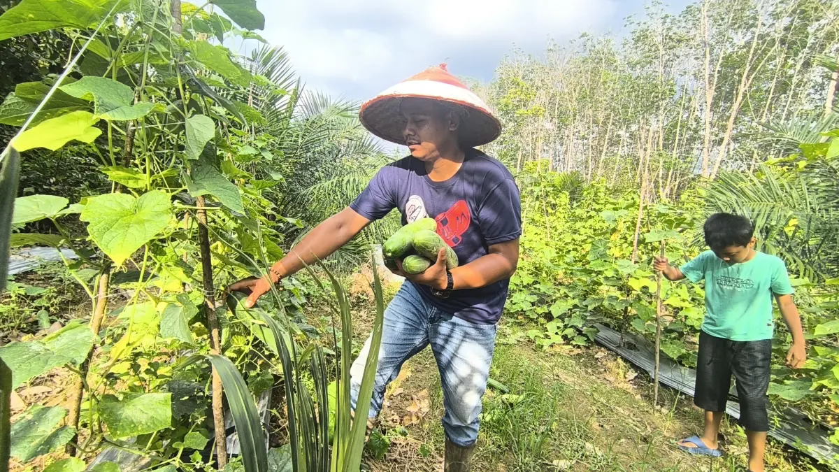 PANEN TIMUN: Rahmani, salah seorang petani di Kabupaten Balangan, menunjukkan hasil panen mentimunnya. Harga timun di tingkat petani kini anjlok menjadi Rp1.500 per kilogram akibat panen serentak dan cuaca tak menentu. (M Dirga/ Radar Banjarmasin)