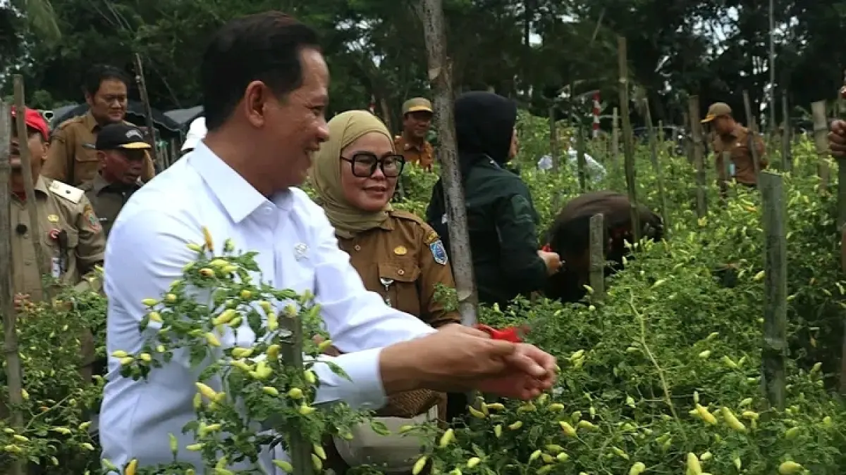 PANEN CABAI: Wamenko Pangan RI Hanif Faisol Nurofiq memanen cabai di Desa Tawia.(Foto: KOMINFO HSS) 
