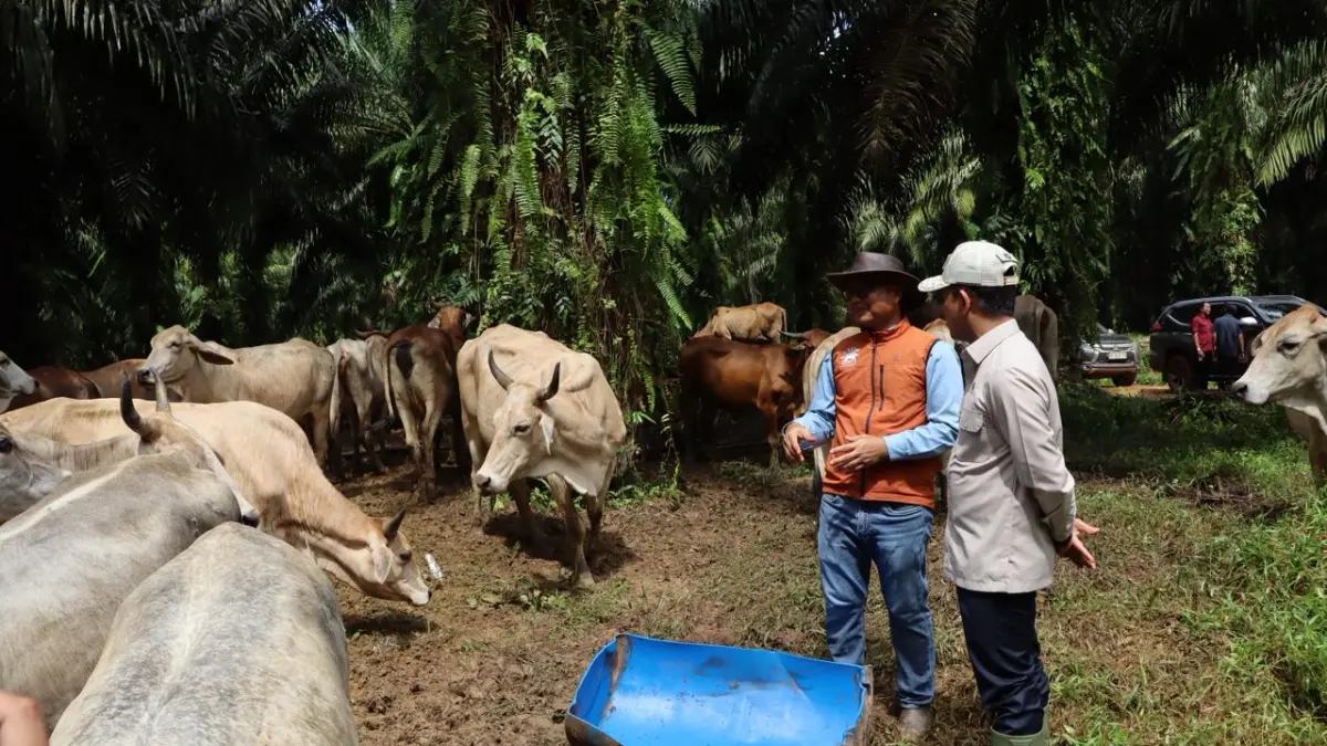 MENINJAU: Wakil Menteri Koordinator Bidang Pangan RI Hanif Faisol Nurofiq meninjau peternakan sapi terintegrasi dengan perkebunan kelapa sawit dalam program SISKA di Kecamatan Satui, Kabupaten Tanah Bumbu. (Foto: DiskominfoSP Tanah Bumbu)