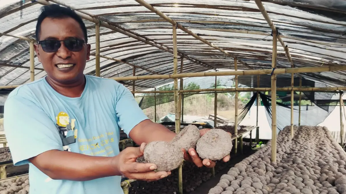BUDI DAYA: Koordinator Sosialisasi Porang Banua Kabupaten Batola, Sugianor memperlihatkan umbi porang hasil budi dayanya di Desa Danau Karya, Kecamatan Anjir Pasar. Tanaman bernilai ekonomi tinggi tersebut mulai dikembangkan sebagai komoditas unggulan baru di Kabupaten Barito Kuala.