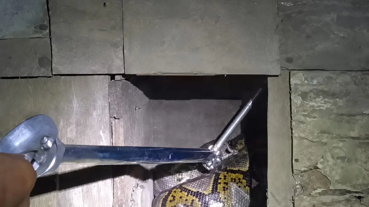 SEMPAT MELAWAN: Petugas Damkar Kabupaten Tanah Bumbu mengevakuasi seekor ular piton yang bersembunyi di bawah lantai rumah warga di Kecamatan Simpang Empat, Kamis (18/6/2026).(Foto: Damkar Kabupaten Tanah Bumbu untuk Radar Banjarmasin)