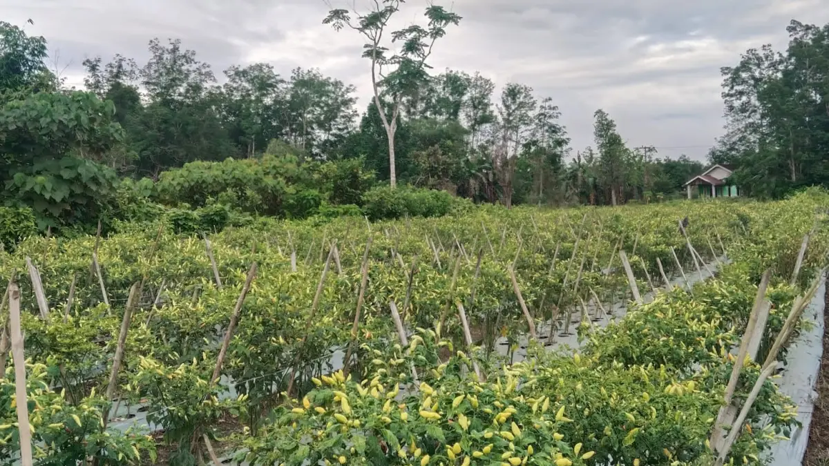 SUBUR: Petani cabai di Kabupaten Balangan tak merasa untung dengan kenaikan harga cabai yang mencapai Rp85 ribu per kilogram.