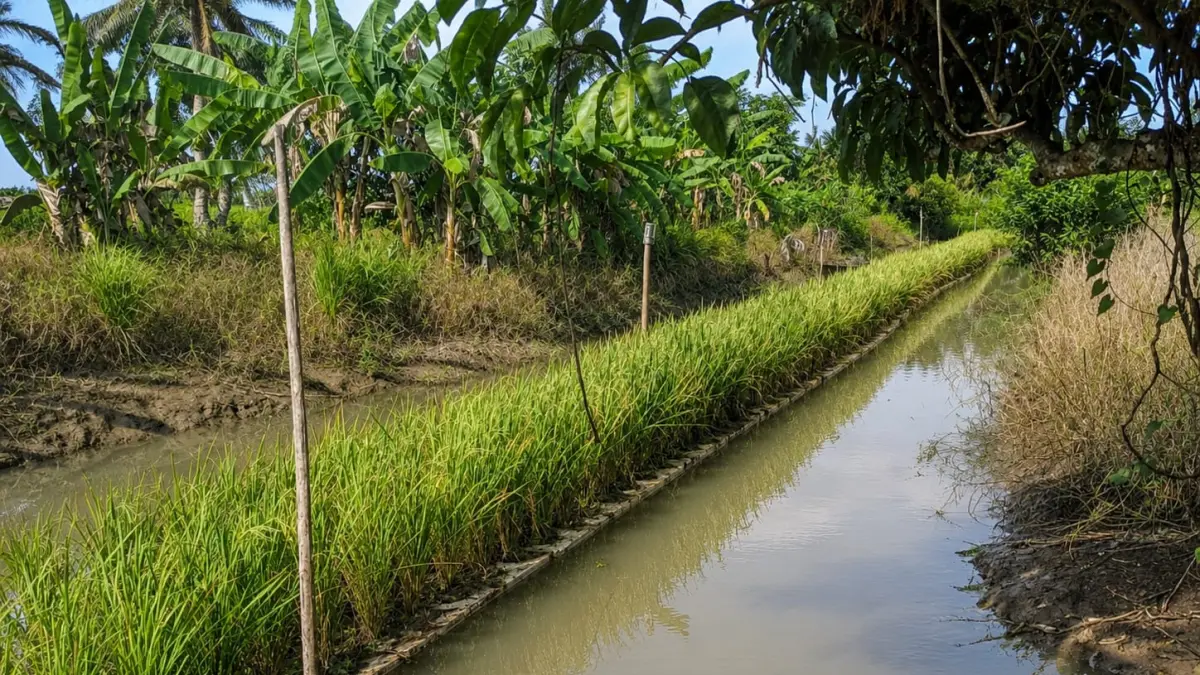 JADI SOLUSI: Media tanam padi apung menggunakan rakit styrofoam di lahan pertanian yang tergenang banjir Desa Sungai Pinang Lama, kecamatan Sungai Tabuk Kabupaten Banjar. (DISTAN BANJAR)
