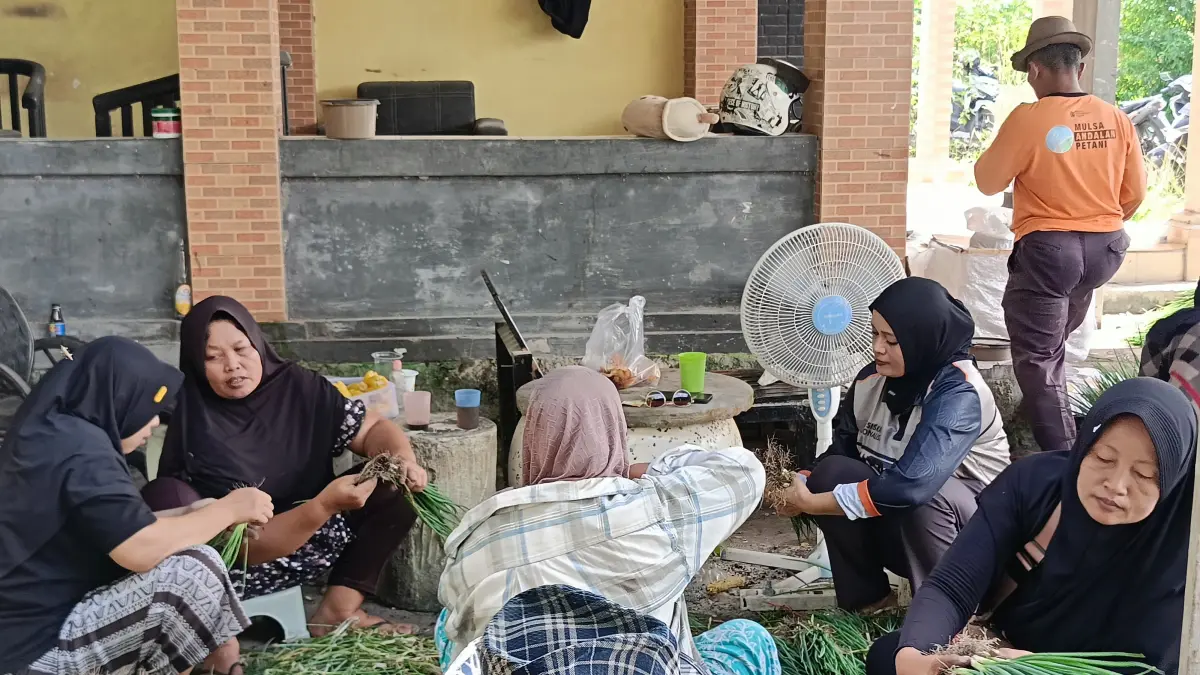 Poktan Berca Tani Banjarbaru Sukses Panen 1 Ton Daun Bawang (Sheilla Farazela/Radar Banjarmasin)