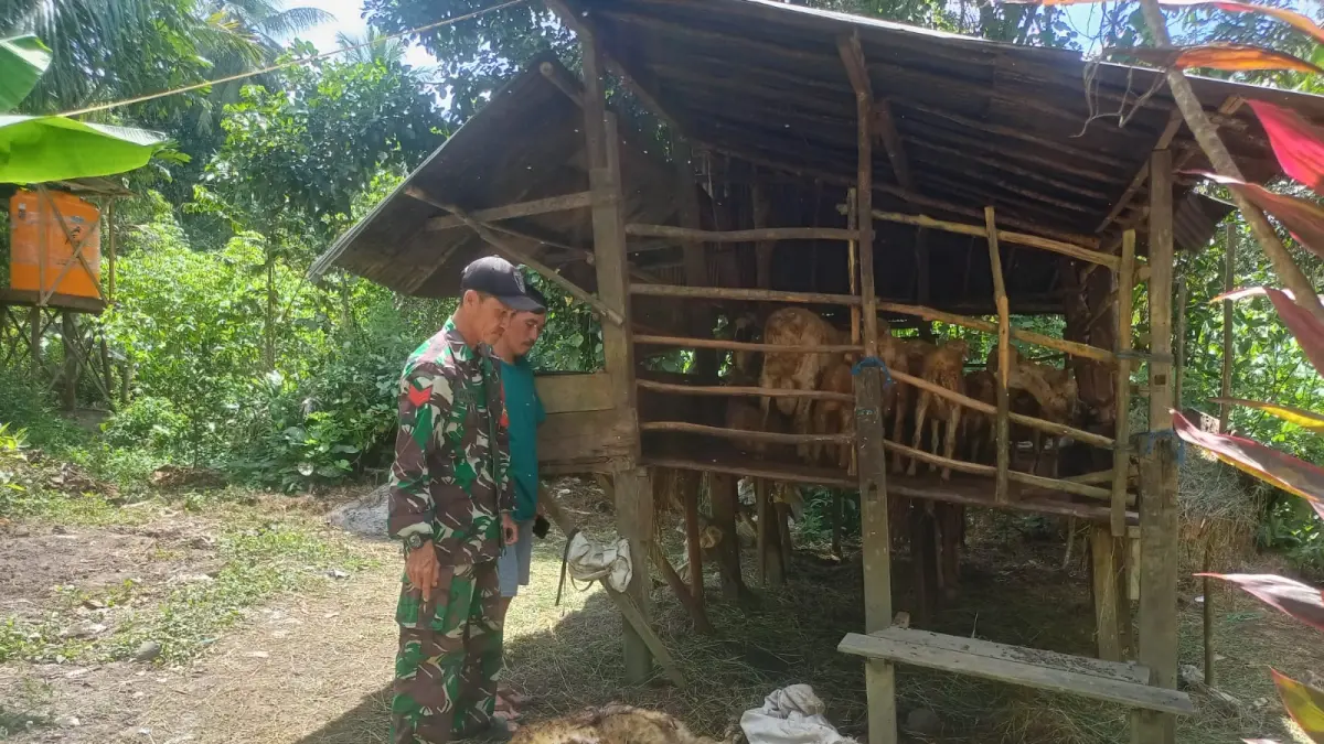 JADI PERHATIAN: Empat domba jadi korban gigitan hewan liar diduga anjing di Desa Batang Bahalang. (Foto: Babinsa untuk Radar Banjarmasin)