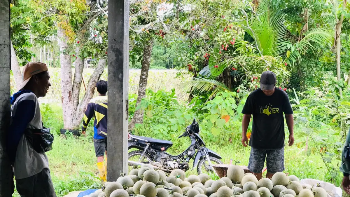 BUMdes Pertala Desa Jatuh HST, panen buah melon yang kini berinovasi agrowisata. (BUMdes untuk Radar Banjarmasin).