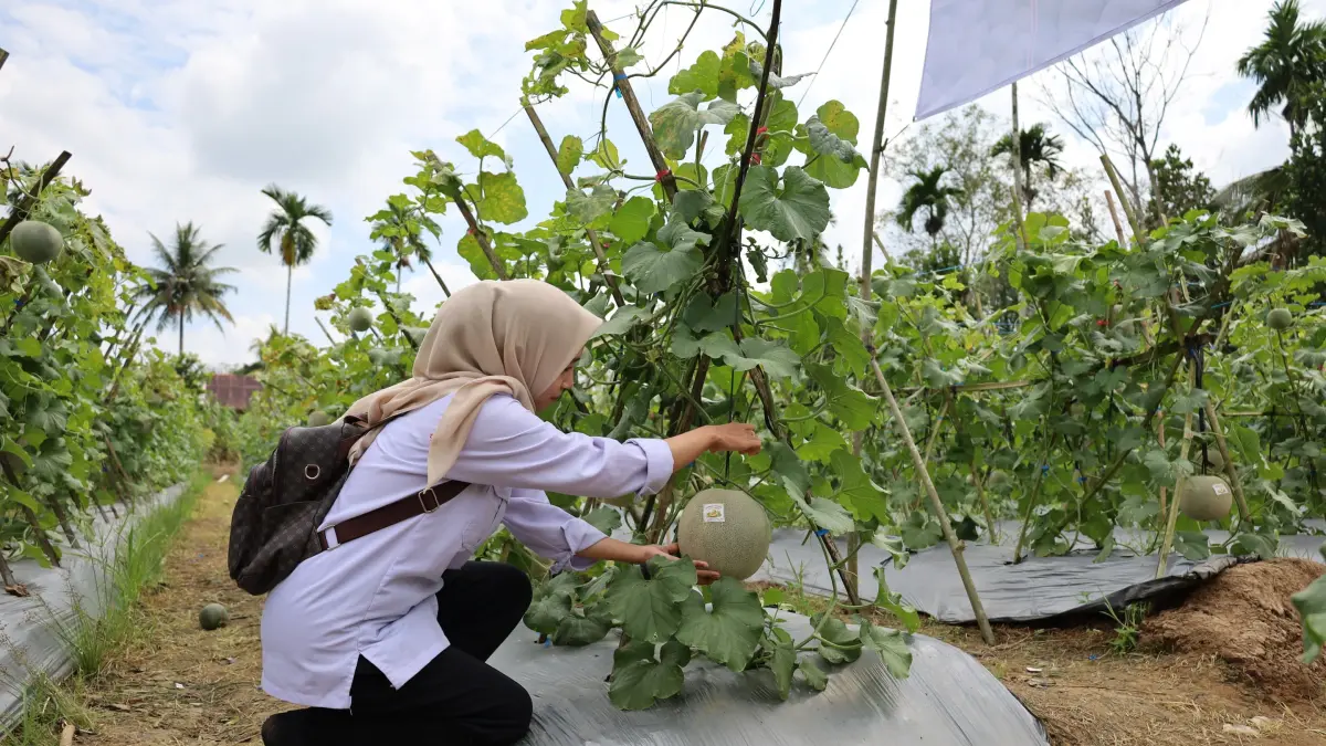 Agrowisata petik melon di Desa Jatuh, Kecamatan Pandawan diminati masyarakat. (Jamaluddin/Radar Banjarmasin).