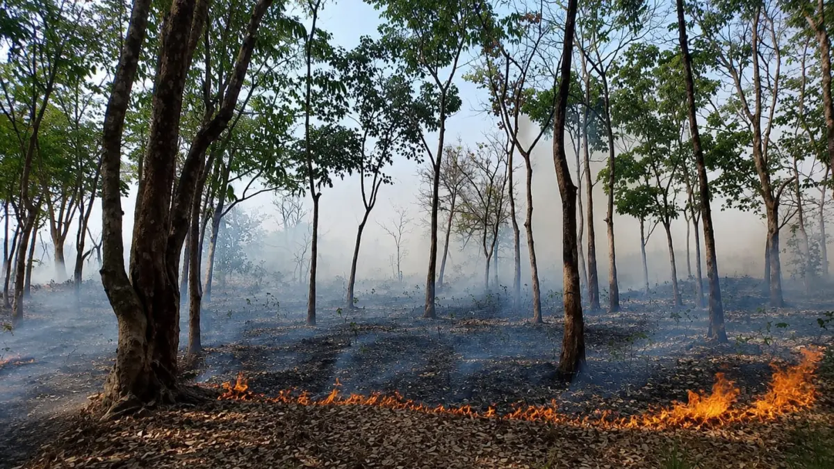 RAWAN KARHUTLA: Kebakaran lahan saat musim kemarau di salah satu kebun karet warga Kabupaten Banjar. (BPBD BANJAR)