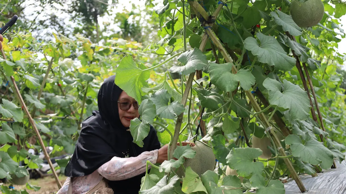 PETIK MELON: Warga petik melon langsung dikebun. (Foto: Jamaluddin/Radar Banjarmasin)