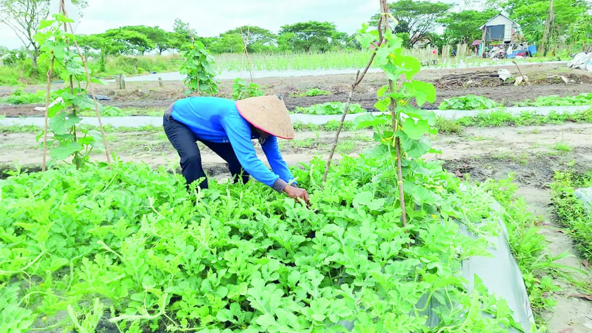 ANTISIPASI: Petani di Pondok Mangga, Loktabat Utara saat menggarap lahannya. DKP3 Kota Banjarbaru menyiapkan sejumlah langkah antisipasi menghadapi musim kemarau.&nbsp;
(Foto: SHEILLA FARAZELA/RADARBANJARMASIN)&nbsp;